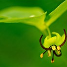 Indian Cucumber Root